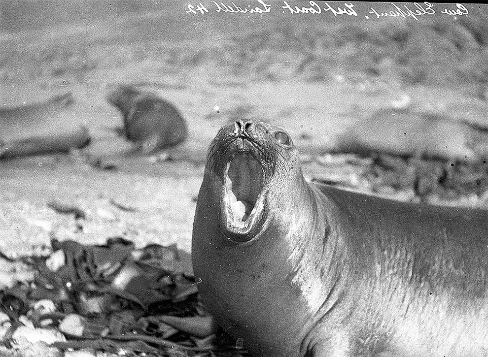 Rare Photos: First Australian Antarctic Expedition (29 pics)