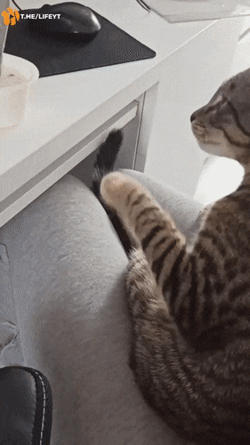 Acid GIFs, November 16 (25 gifs)