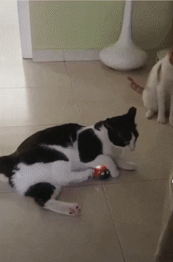 Acid GIFs, November 16 (25 gifs)