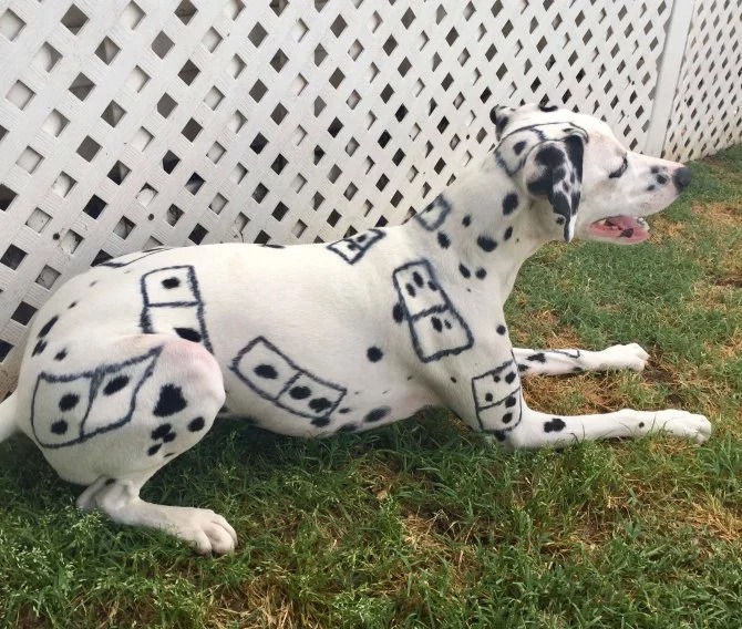 Fancy Colored Pets (9 pics)