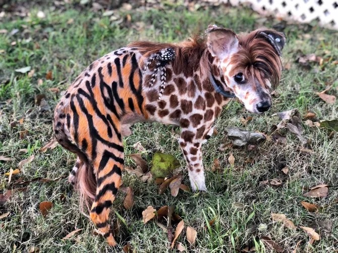 Fancy Colored Pets (9 pics)