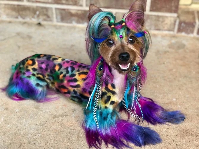 Fancy Colored Pets (9 pics)