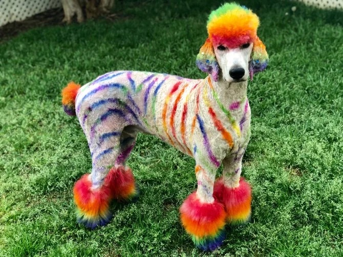 Fancy Colored Pets (9 pics)
