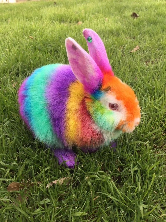Fancy Colored Pets (9 pics)