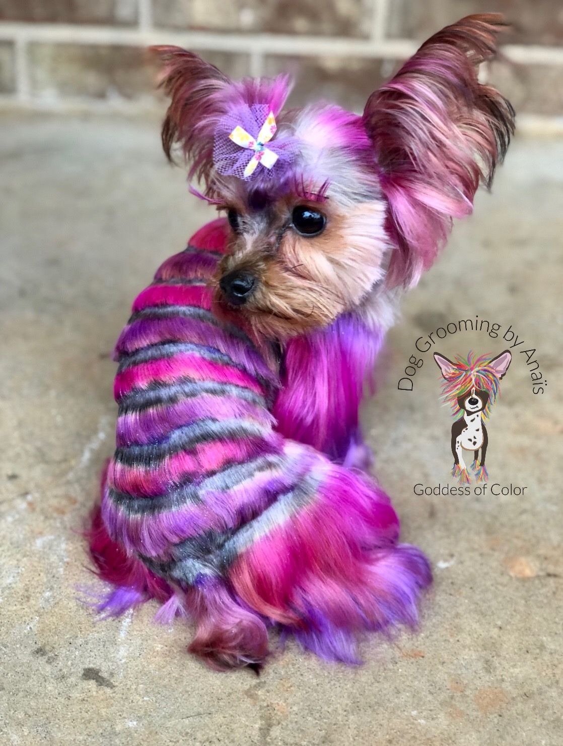 Fancy Colored Pets (9 pics)