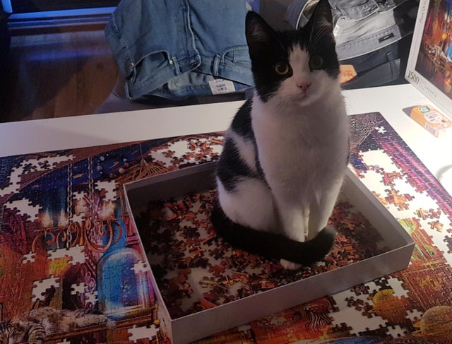 Cats And Puzzles (22 pics)