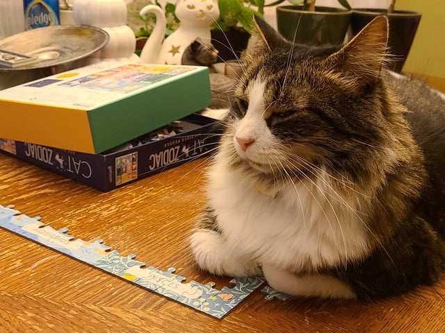 Cats And Puzzles (22 pics)