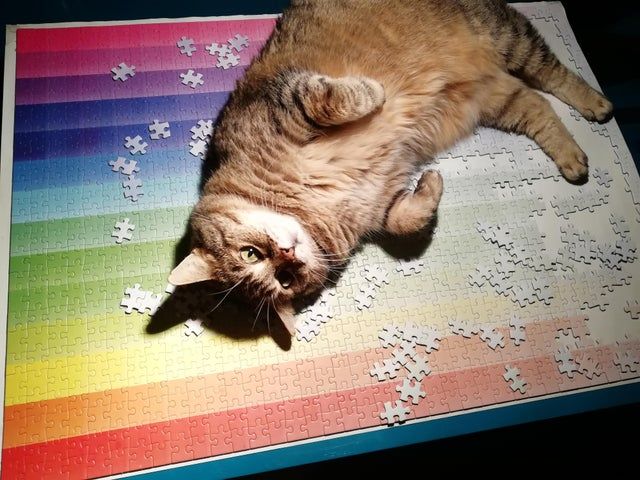 Cats And Puzzles (22 pics)