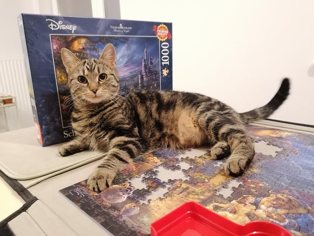 Cats And Puzzles (22 pics)