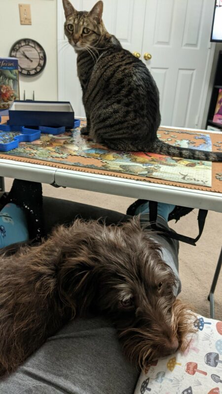 Cats And Puzzles (22 pics)