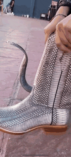 Acid GIFs, November 18 (25 gifs)