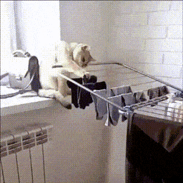 Acid GIFs, November 18 (25 gifs)