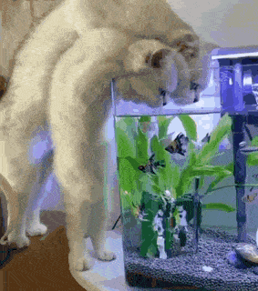 Acid GIFs, November 18 (25 gifs)