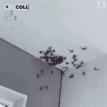 Acid GIFs, November 18 (25 gifs)