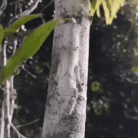 Acid GIFs, November 18 (25 gifs)