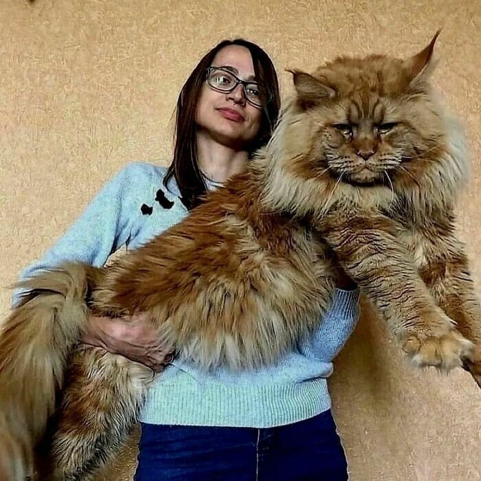 Beautiful Cats (24 pics)