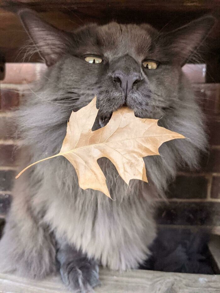 Beautiful Cats (24 pics)