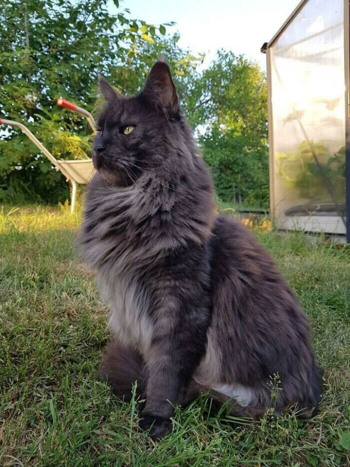 Beautiful Cats (24 pics)