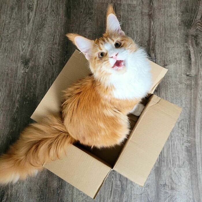 Beautiful Cats (24 pics)