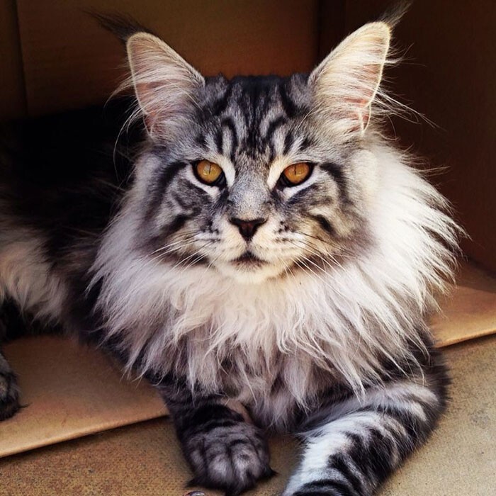 Beautiful Cats (24 pics)