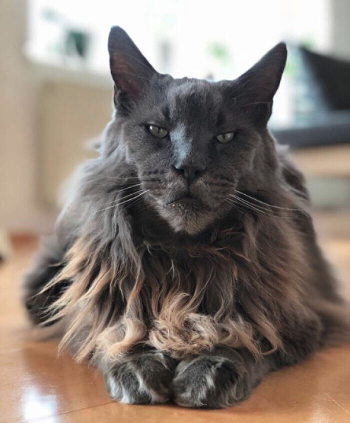 Beautiful Cats (24 pics)