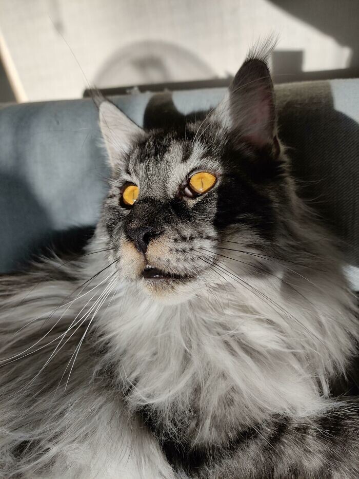 Beautiful Cats (24 pics)
