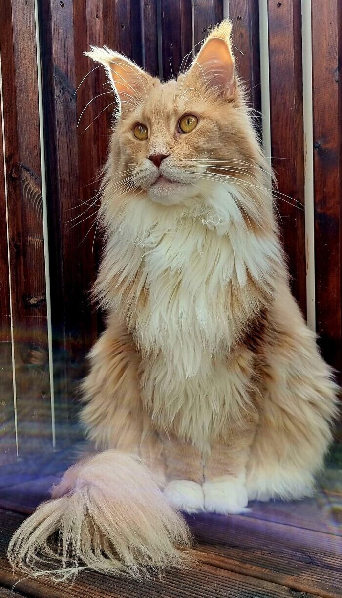 Beautiful Cats (24 pics)