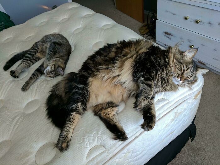 Beautiful Cats (24 pics)