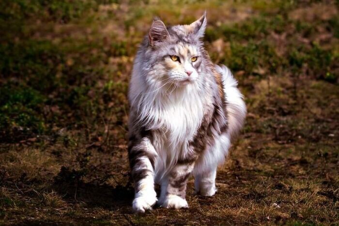 Beautiful Cats (24 pics)