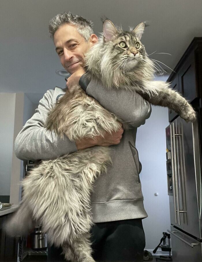 Beautiful Cats (24 pics)