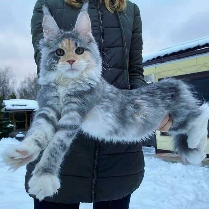 Beautiful Cats (24 pics)