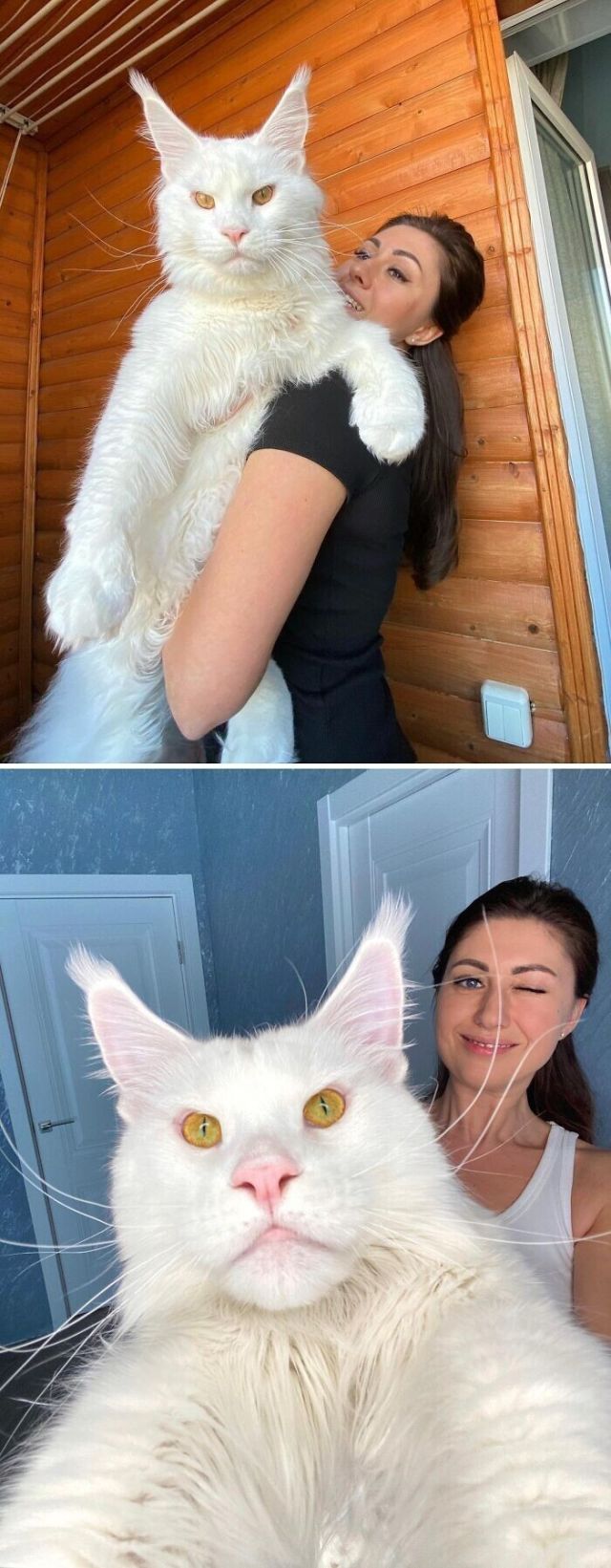 Beautiful Cats (24 pics)