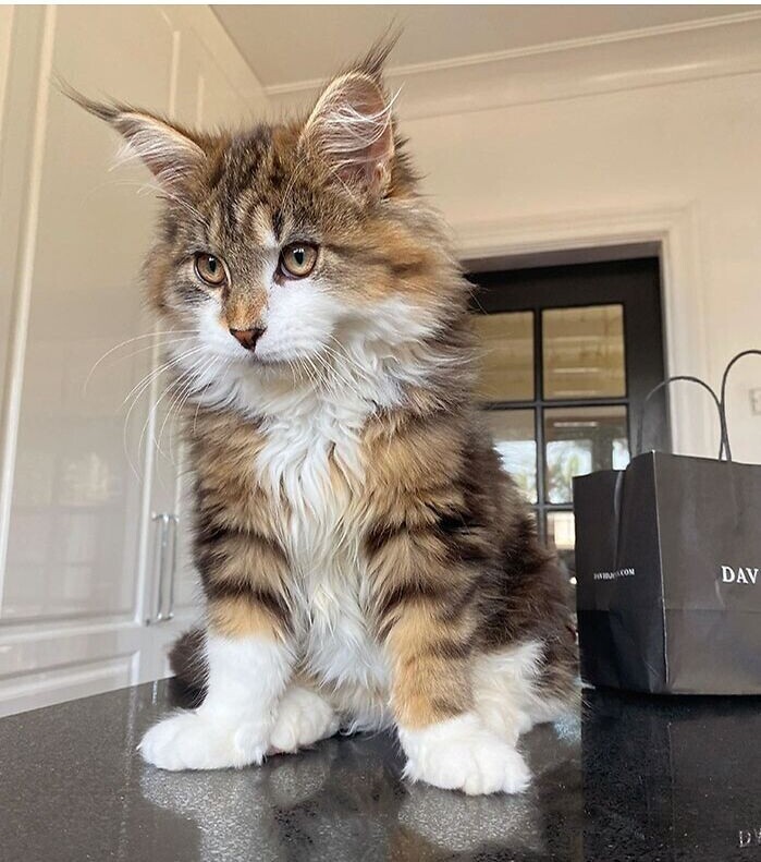 Beautiful Cats (24 pics)