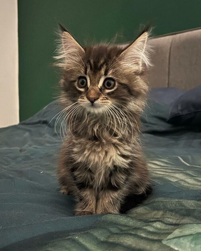 Beautiful Cats (24 pics)