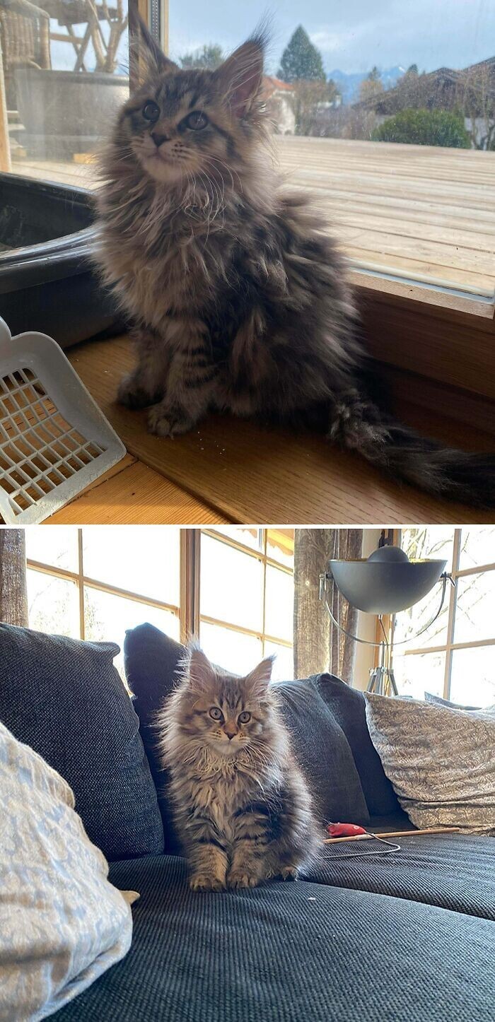 Beautiful Cats (24 pics)