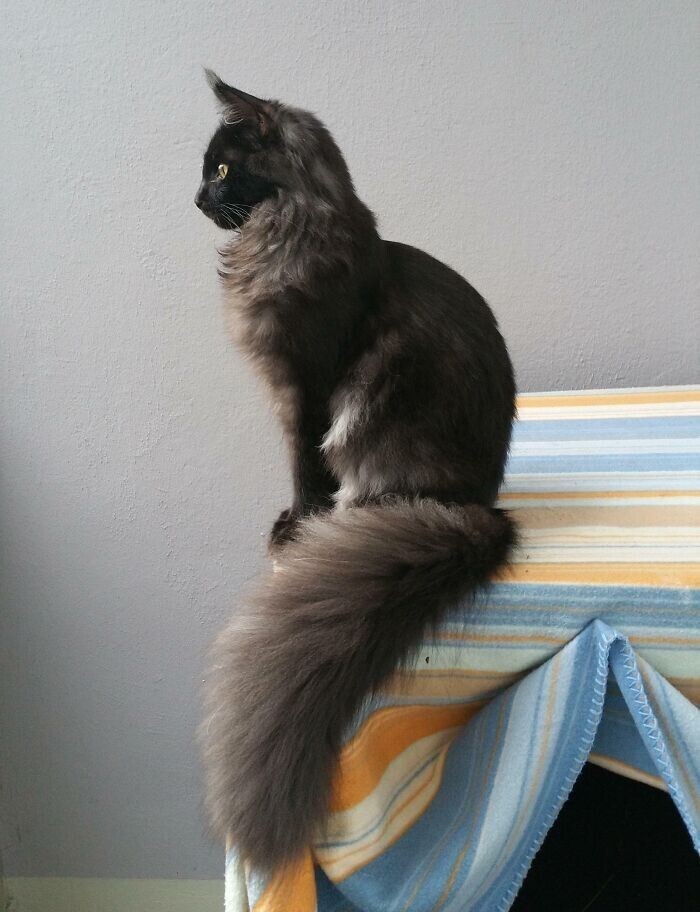 Beautiful Cats (24 pics)