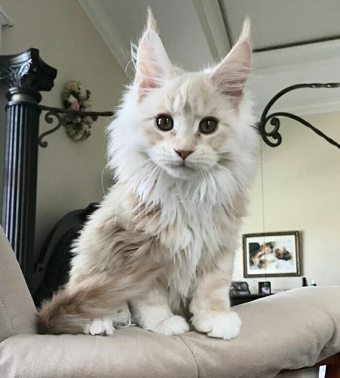 Beautiful Cats (24 pics)