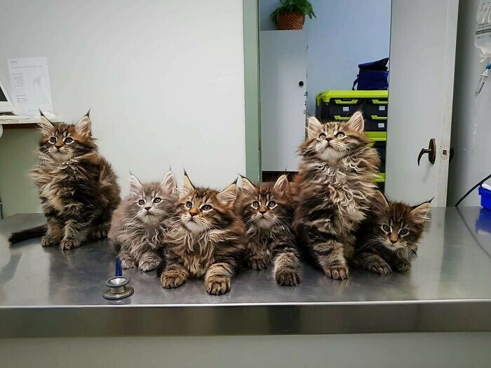Beautiful Cats (24 pics)