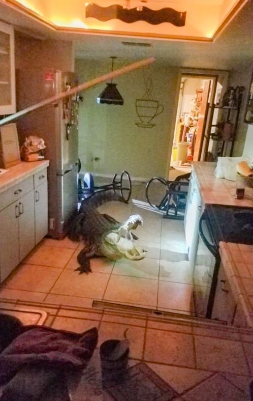 Fails At The Kitchen (21 pics)