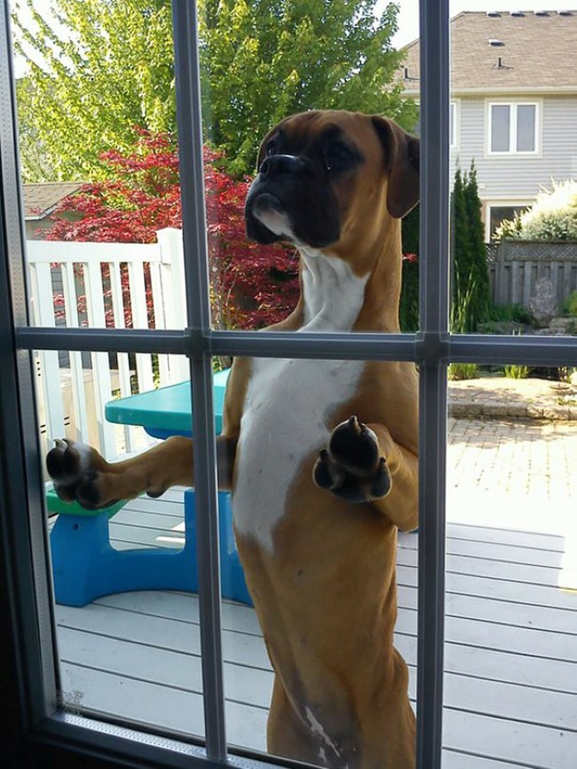 Funny Animals (24 pics)