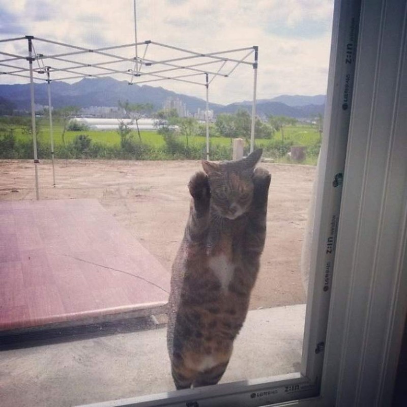 Funny Animals (24 pics)