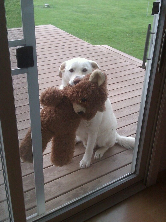 Funny Animals (24 pics)