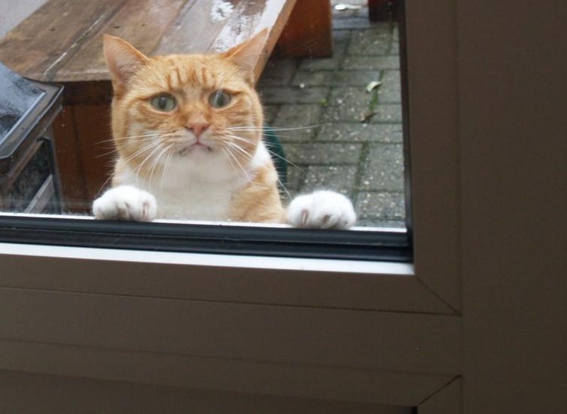 Funny Animals (24 pics)