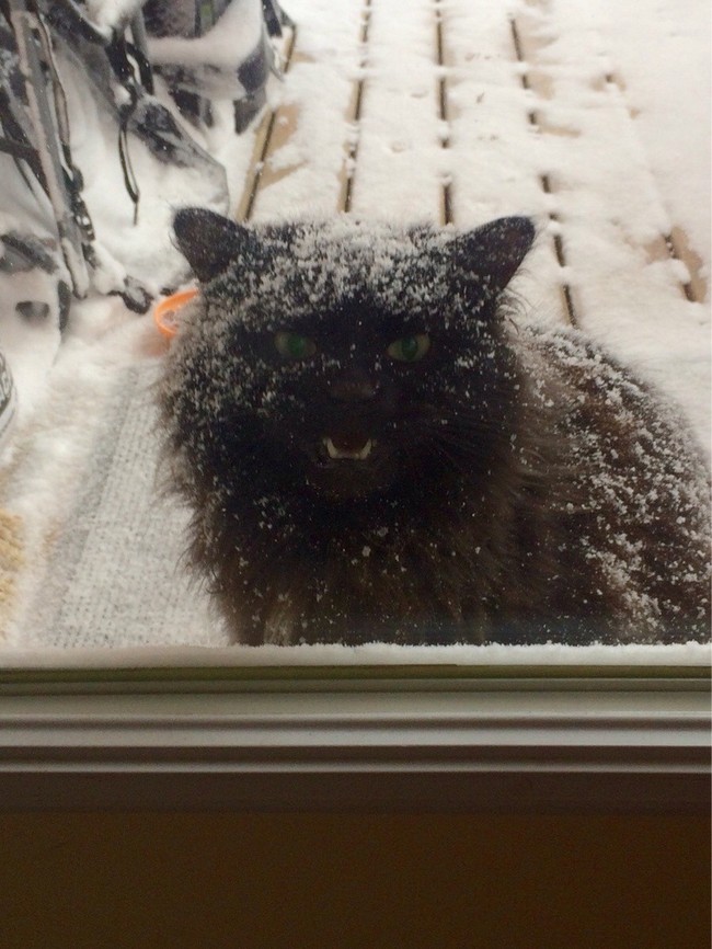 Funny Animals (24 pics)
