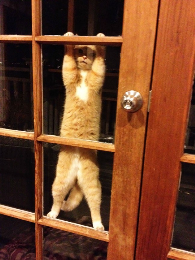 Funny Animals (24 pics)
