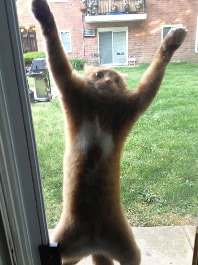 Funny Animals (24 pics)