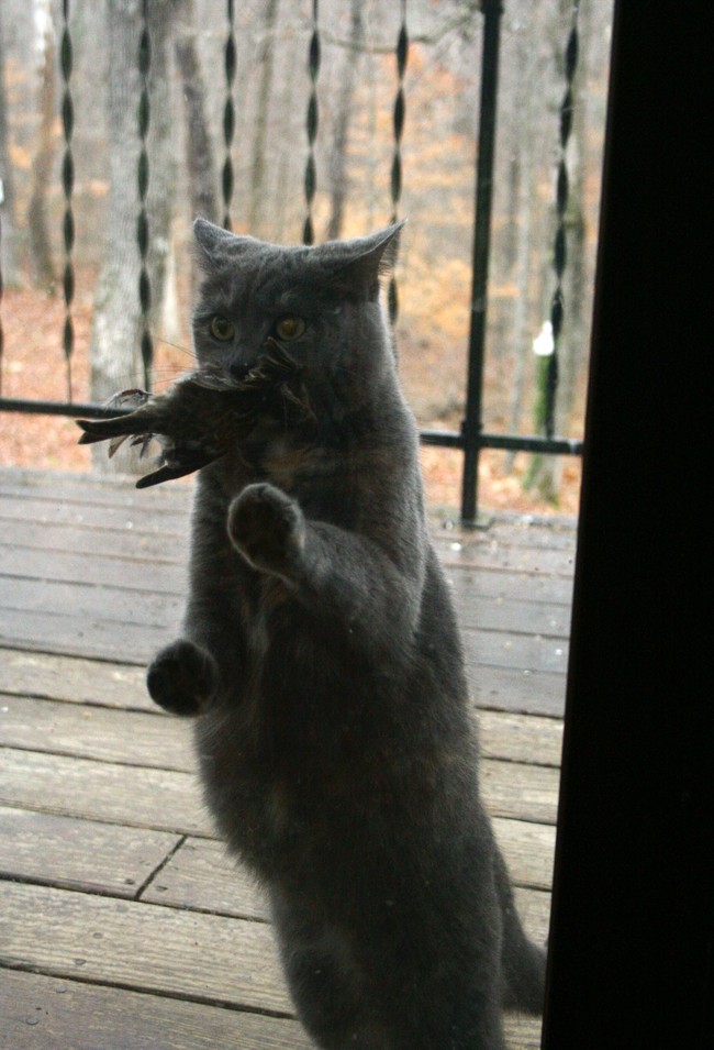 Funny Animals (24 pics)