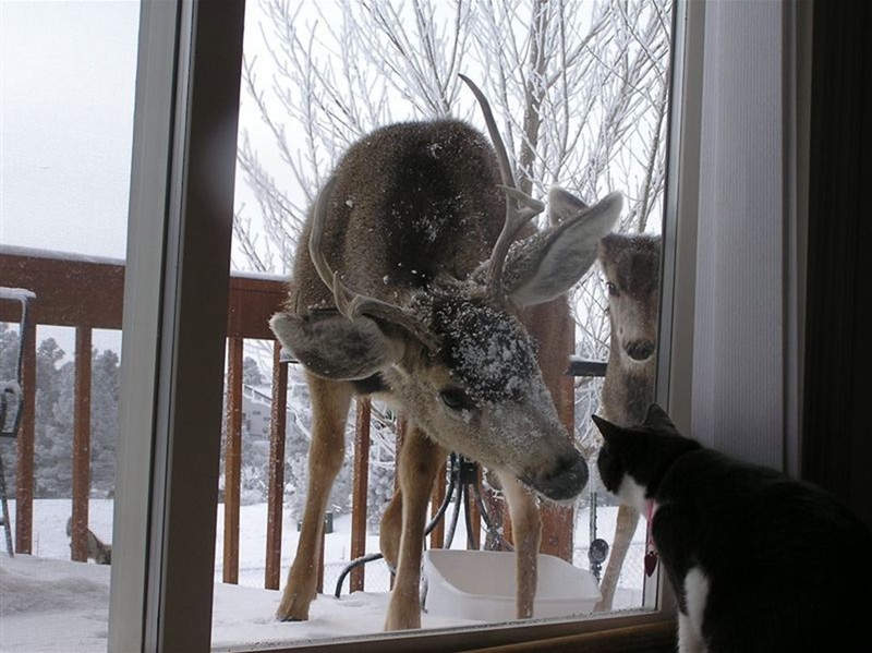 Funny Animals (24 pics)