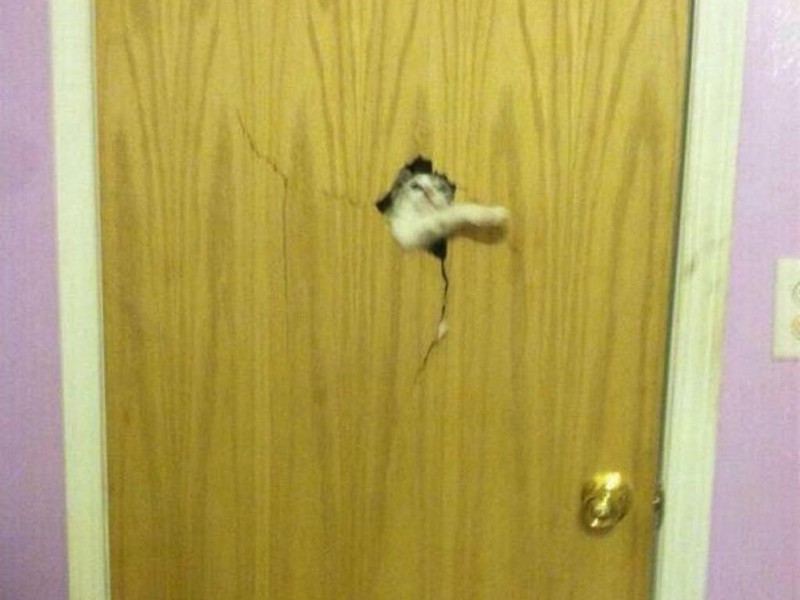 Funny Animals (24 pics)