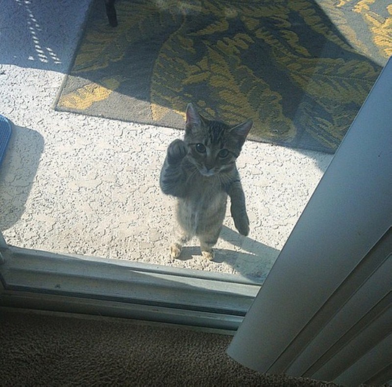 Funny Animals (24 pics)